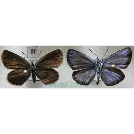 Plebejus argus (Linnaeus, 1758) pair Poland8f